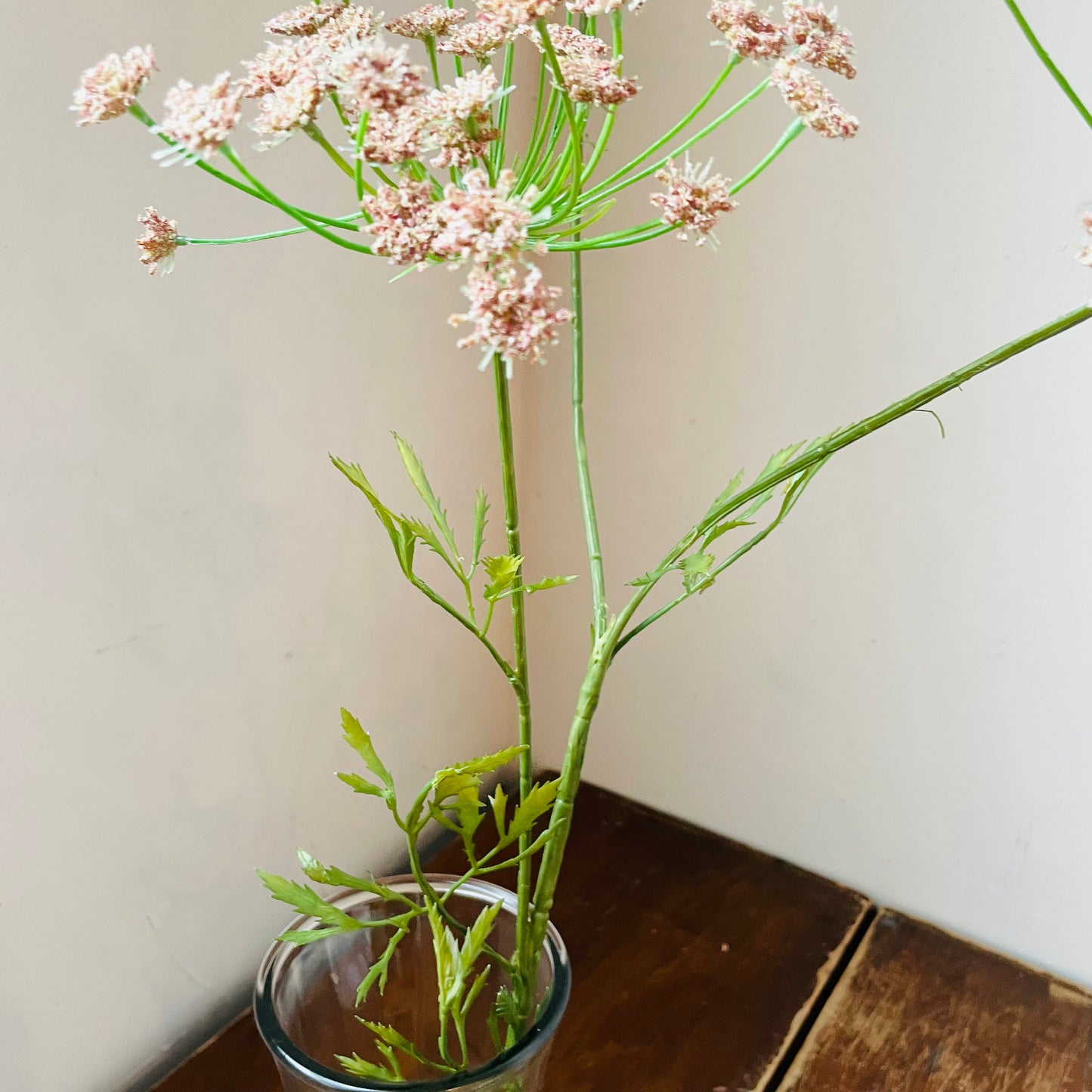 Queen Anne's Lace Pink Stem