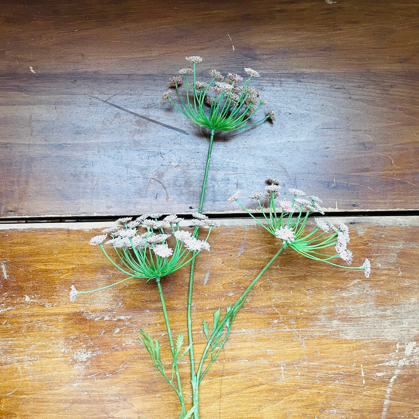 Queen Anne's Lace Pink Stem