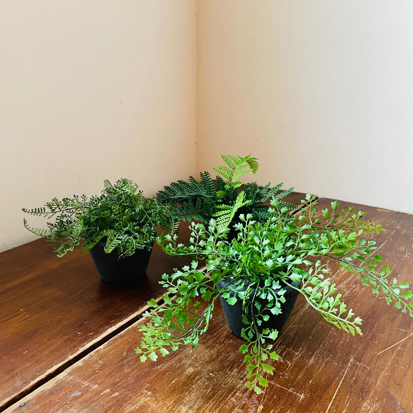 Potted Fern