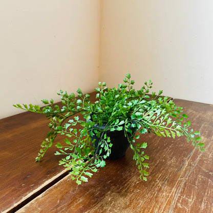 Potted Fern