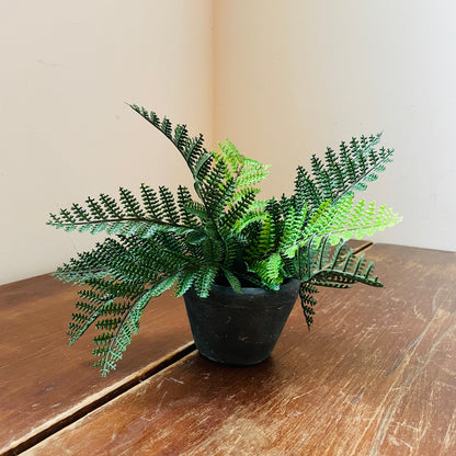 Potted Fern