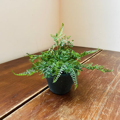 Potted Fern