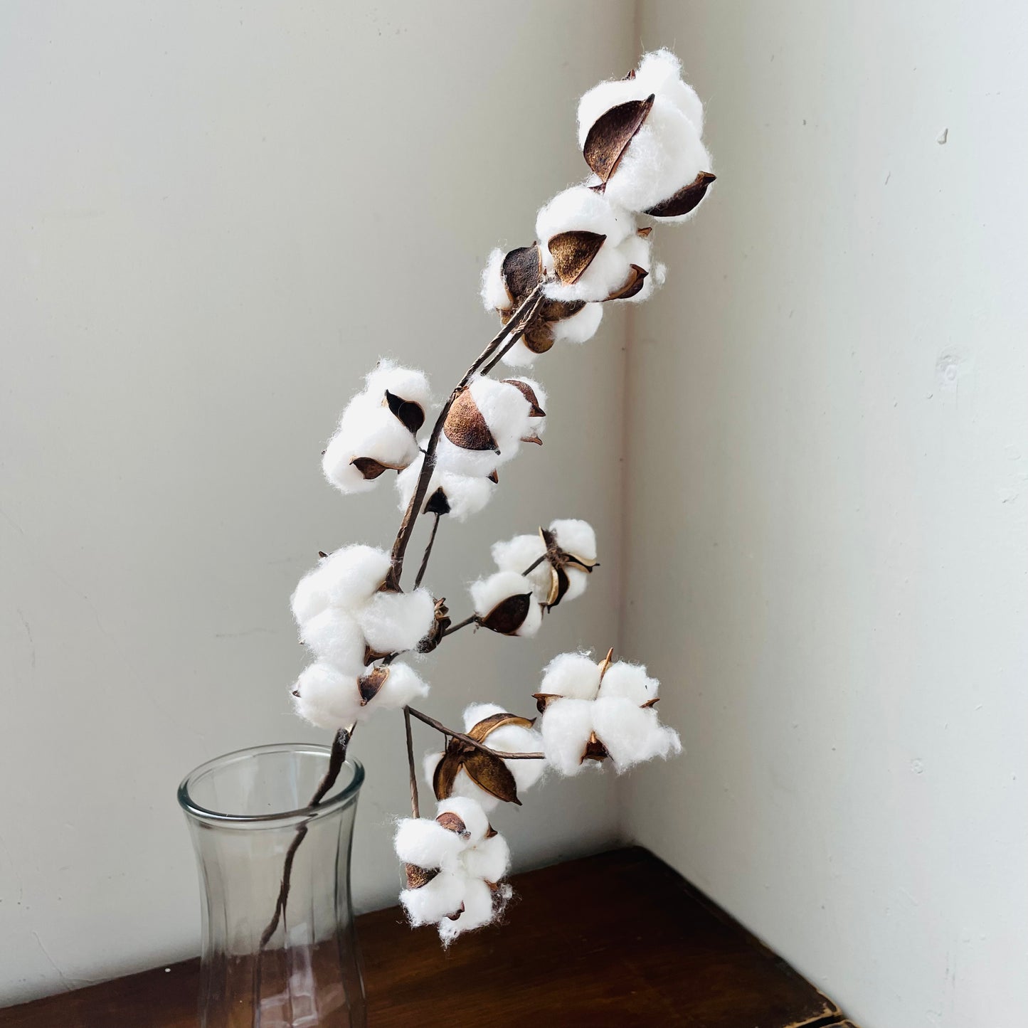 Cotton Stem