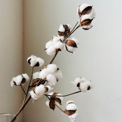 Cotton Stem