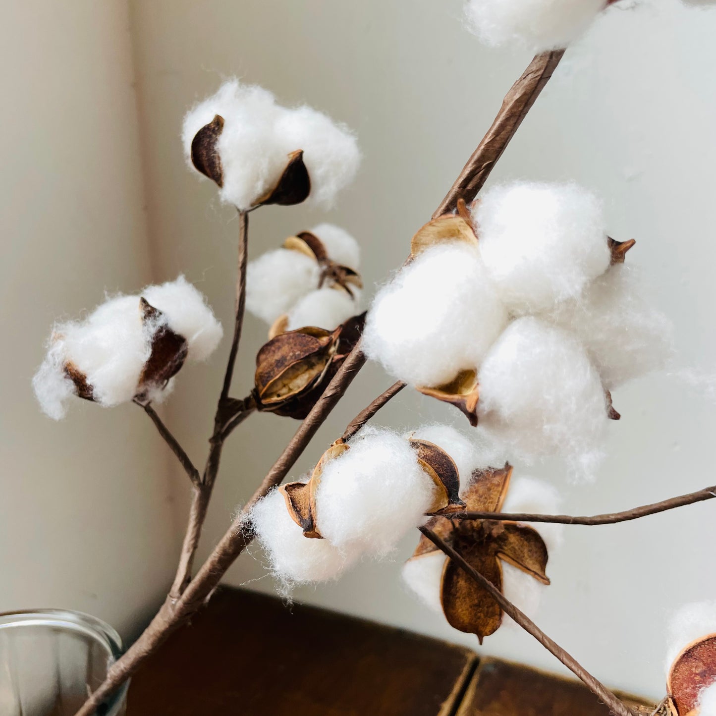 Cotton Stem