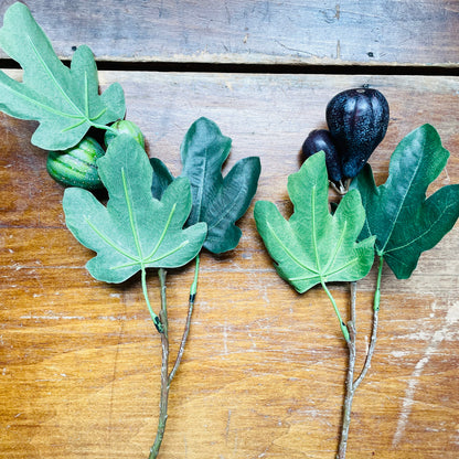 Fig Cuttings