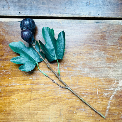 Fig Cuttings