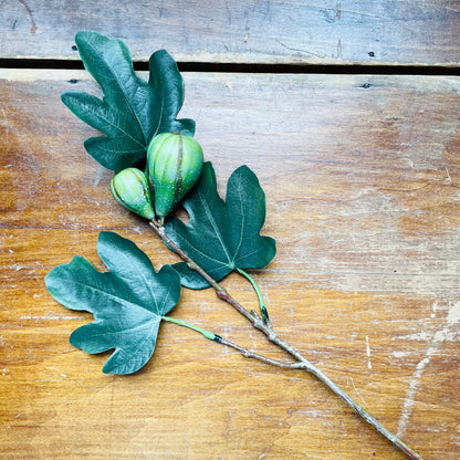 Fig Cuttings