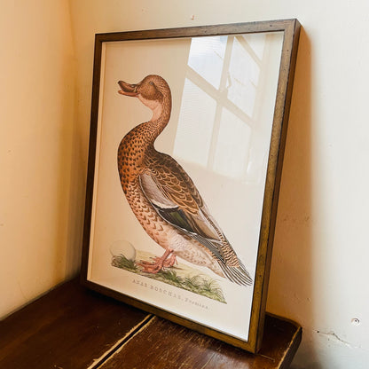 Anas Boschas Foemina Framed Print