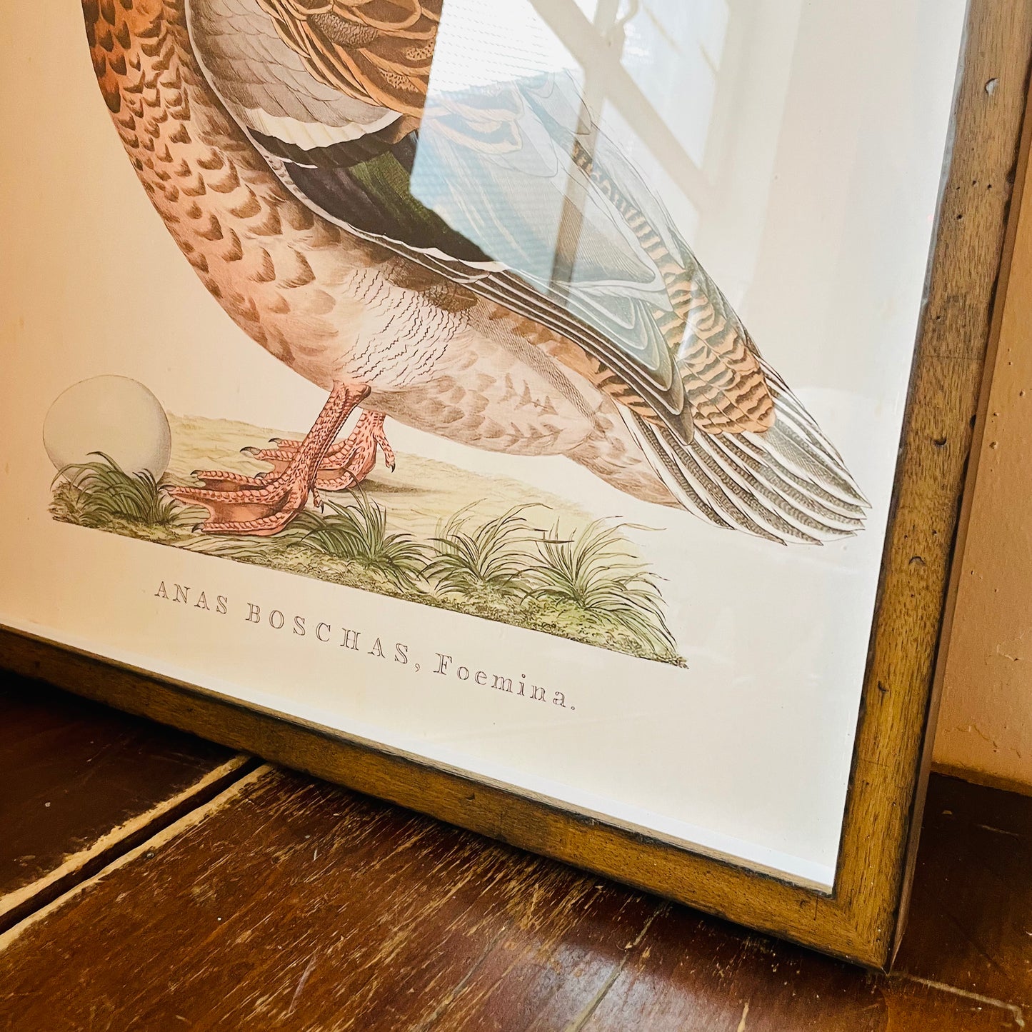 Anas Boschas Foemina Framed Print