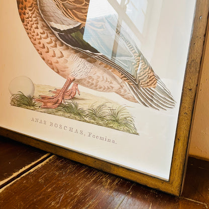 Anas Boschas Foemina Framed Print