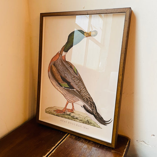 Anas Boschas Mas Framed Print