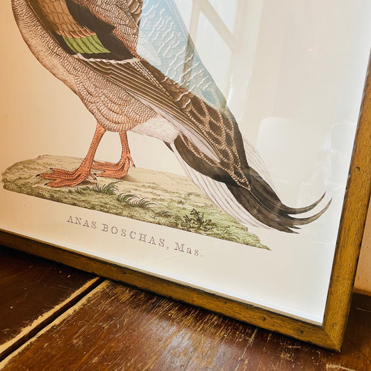 Anas Boschas Mas Framed Print