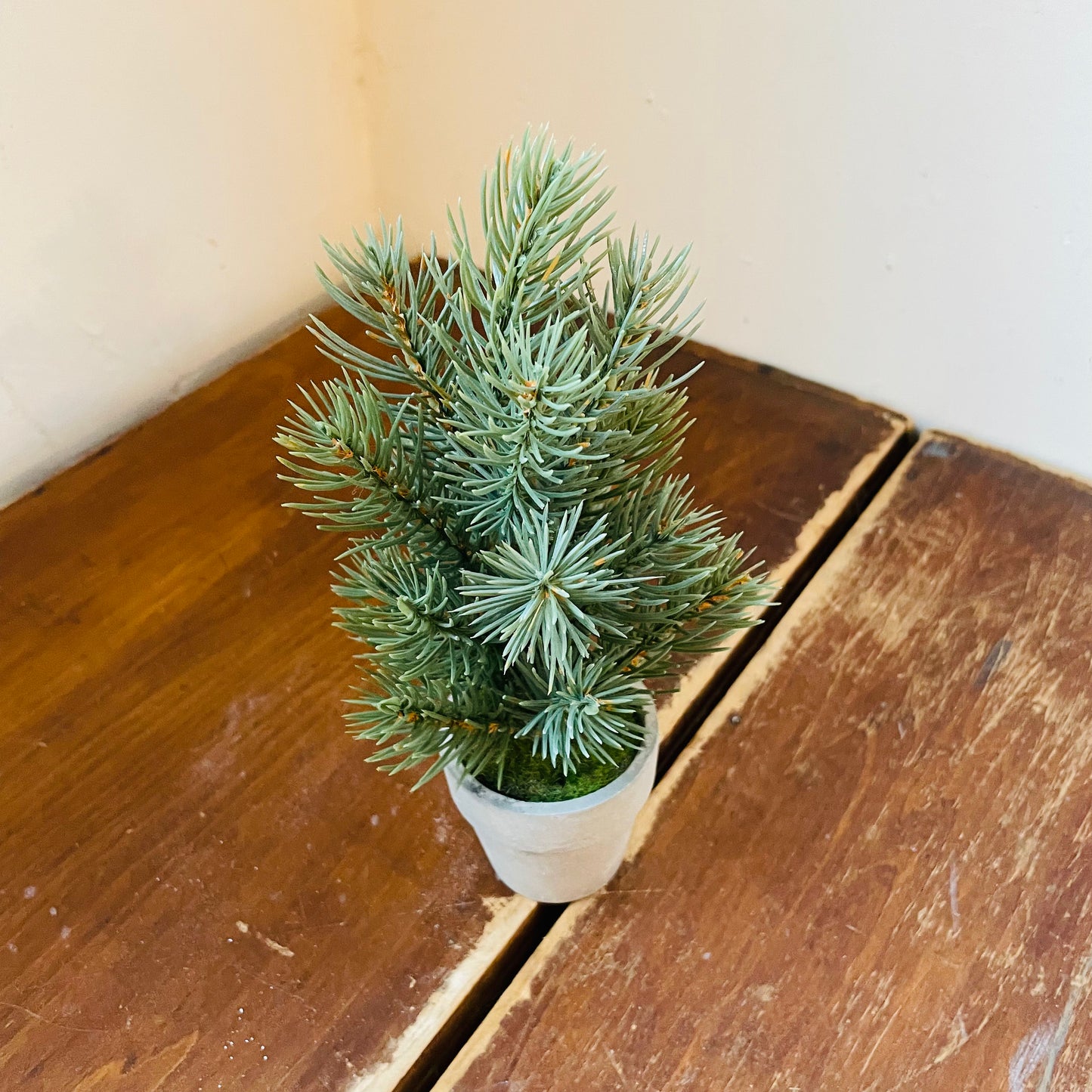 Mini Potted Pine Tree