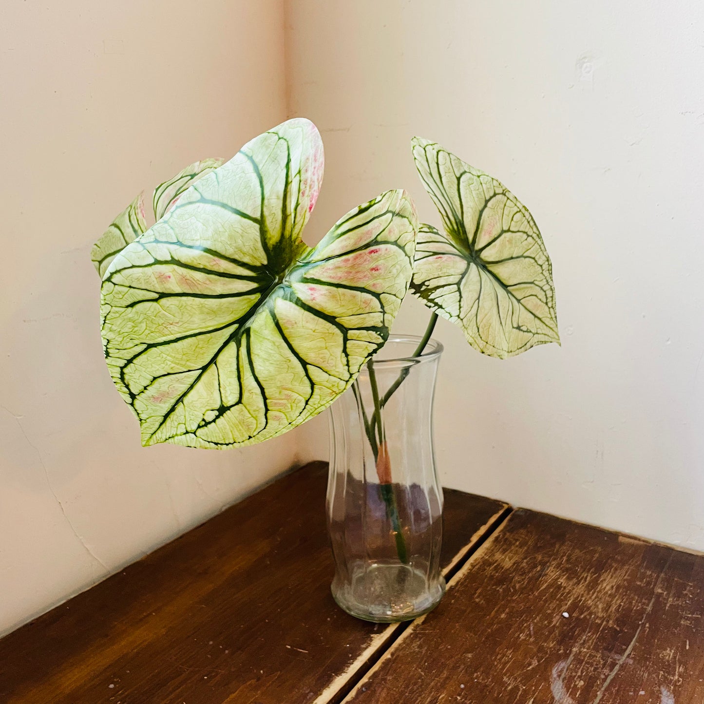 Light Green Caladium