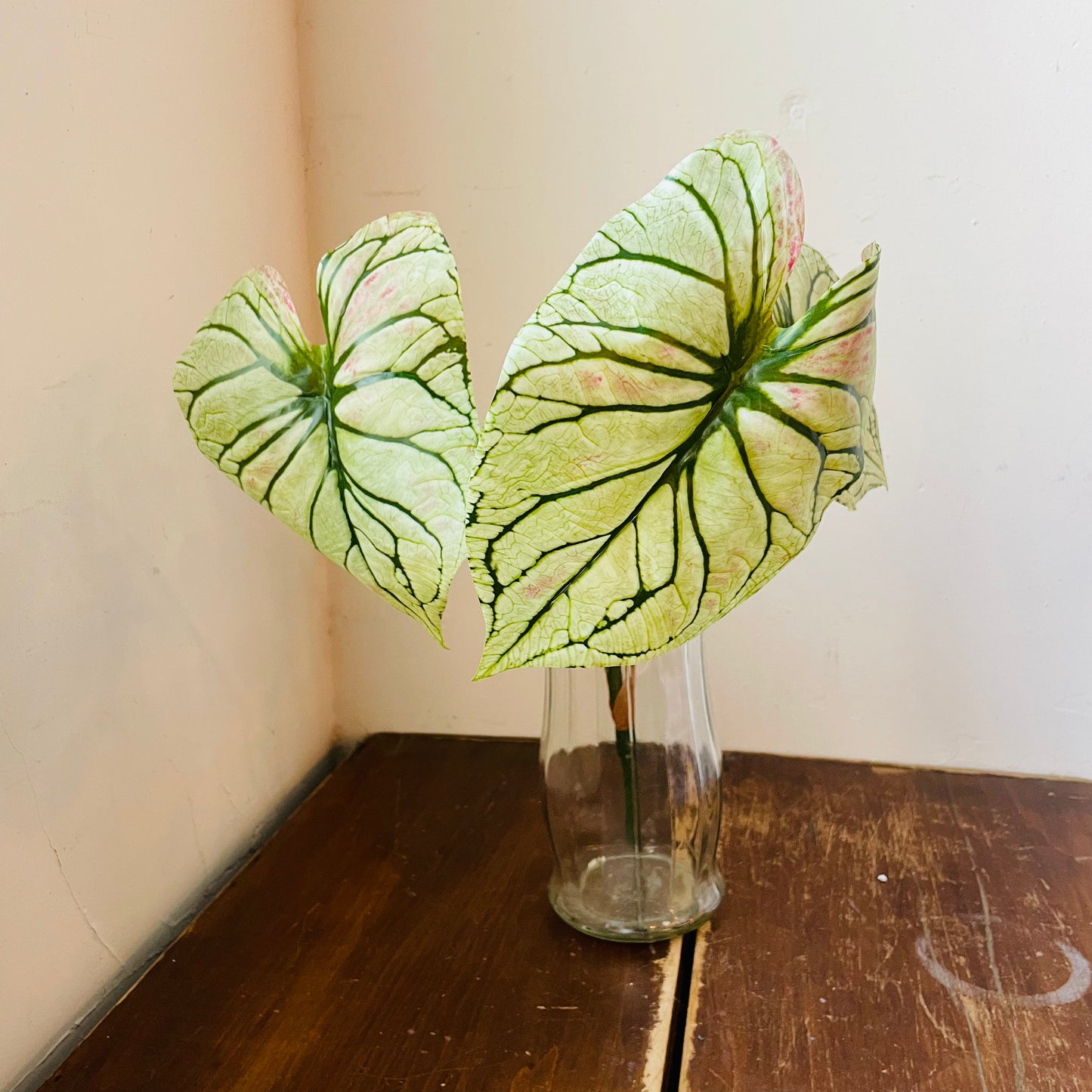Light Green Caladium