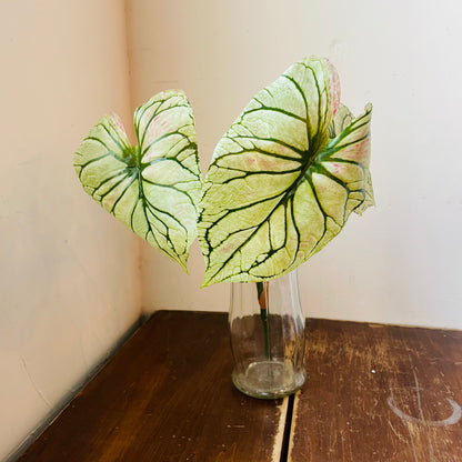 Light Green Caladium