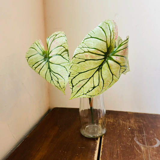 Light Green Caladium