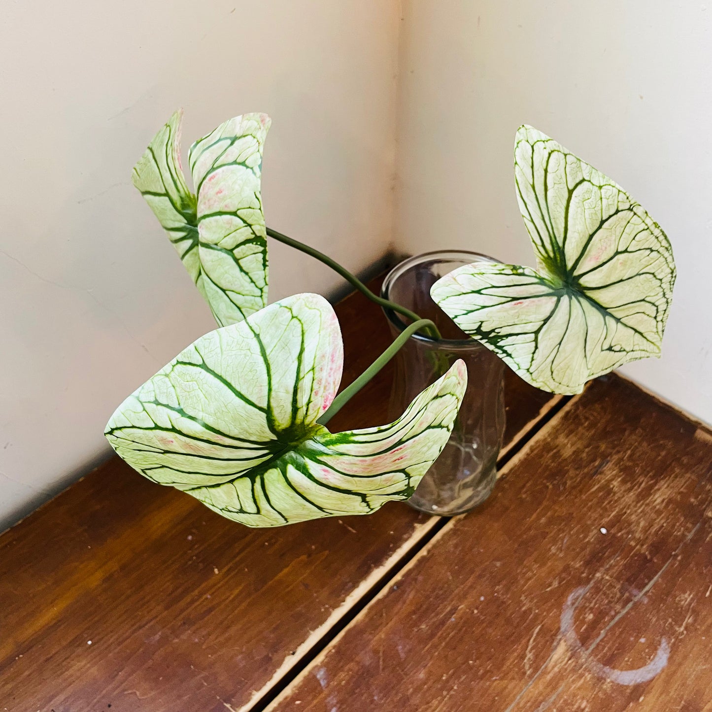 Light Green Caladium