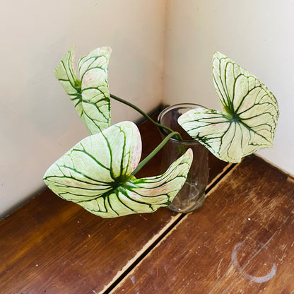 Light Green Caladium