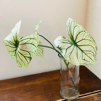 Light Green Caladium