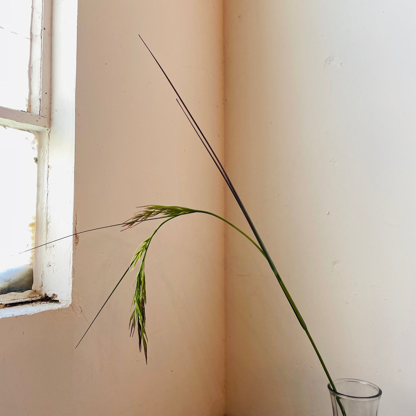 Rice Grass Stem