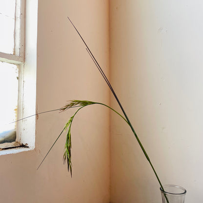 Rice Grass Stem