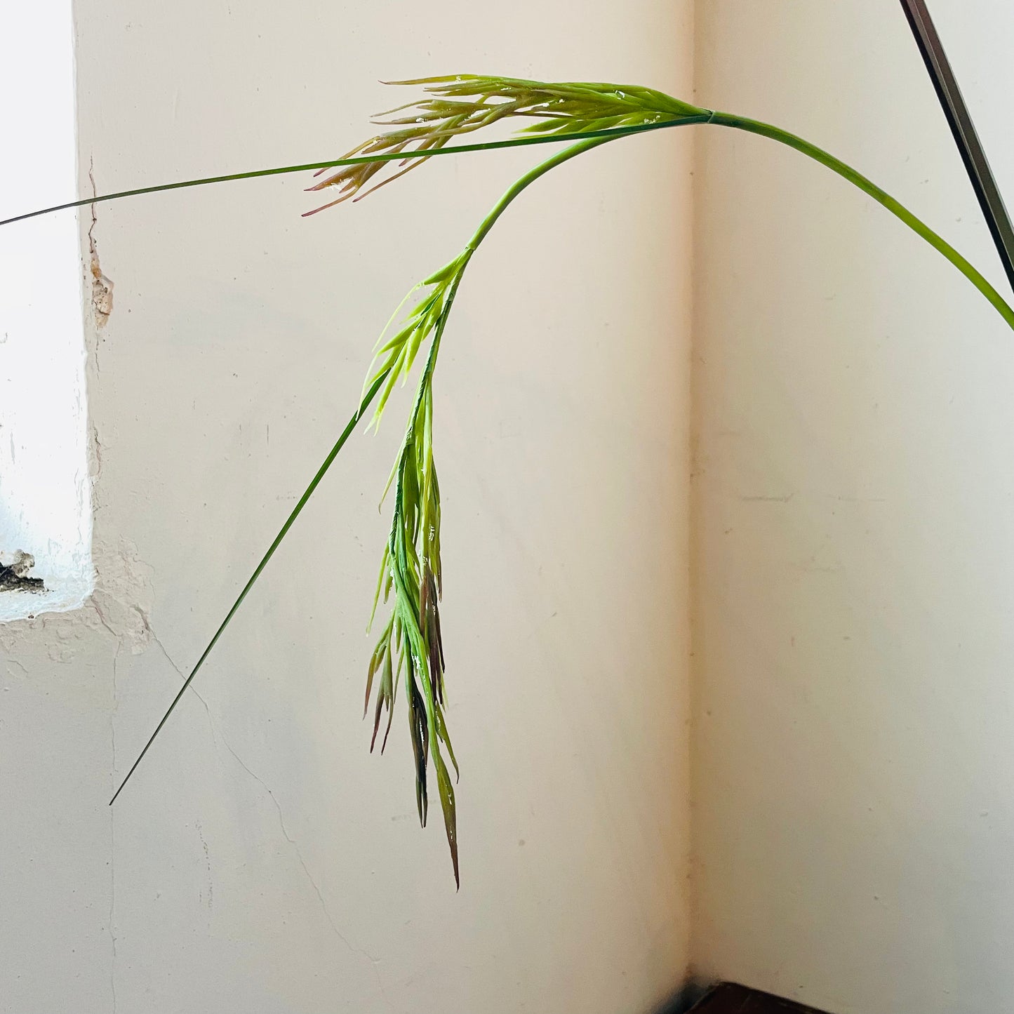 Rice Grass Stem