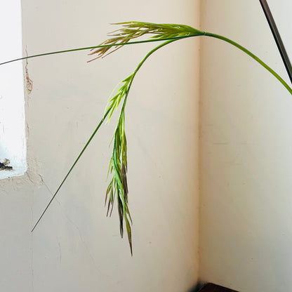 Rice Grass Stem