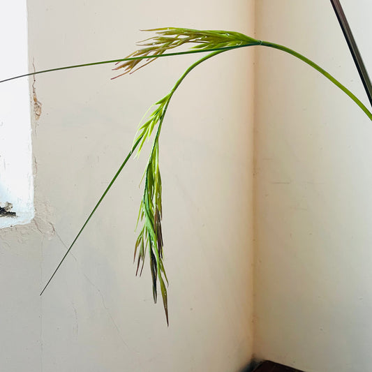 Rice Grass Stem