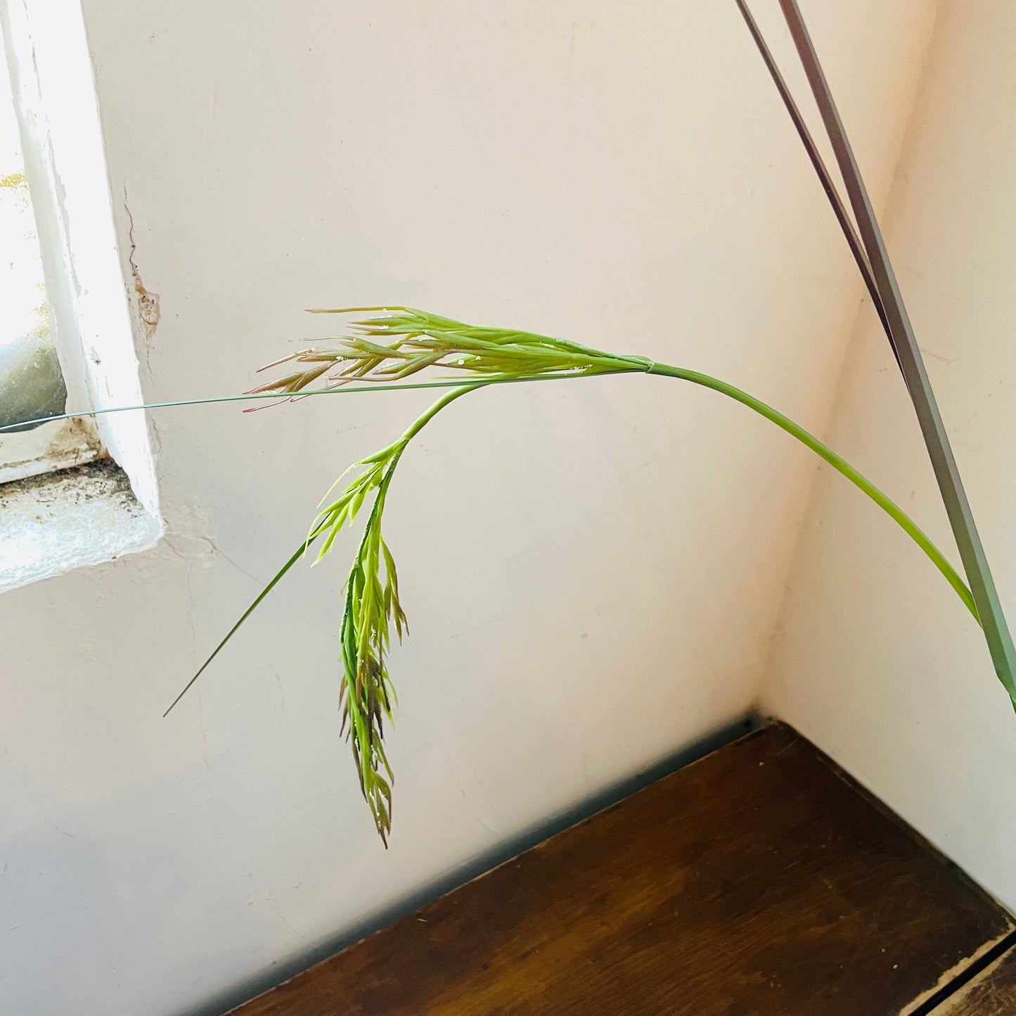 Rice Grass Stem