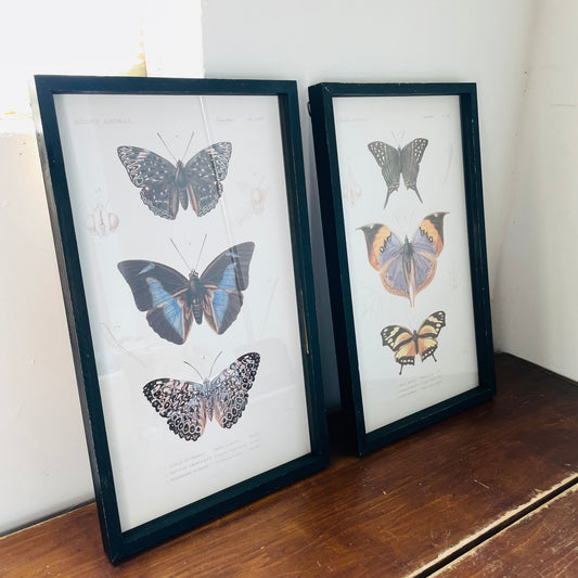 Wooden Framed Butterflies Print