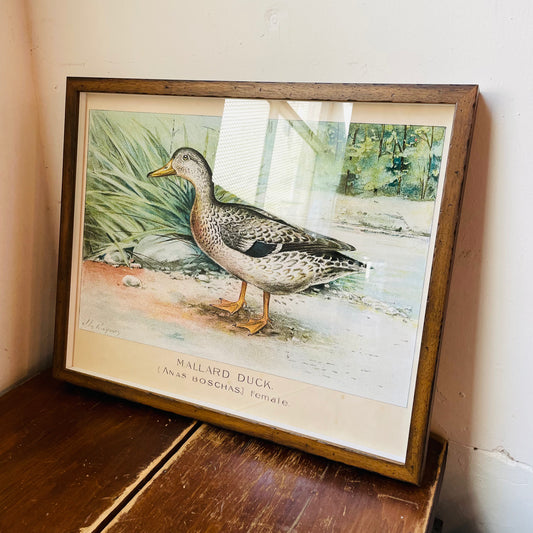 Framed Vintage Bookplate of the Female Mallard