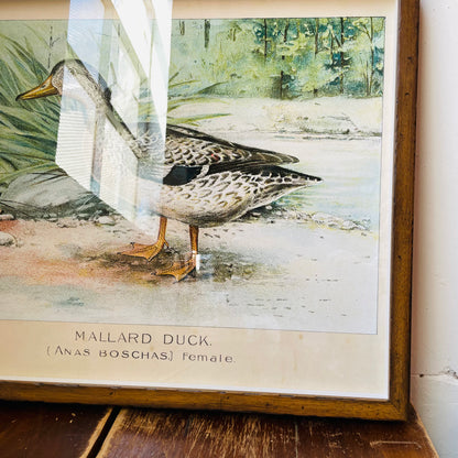 Framed Vintage Bookplate of the Female Mallard
