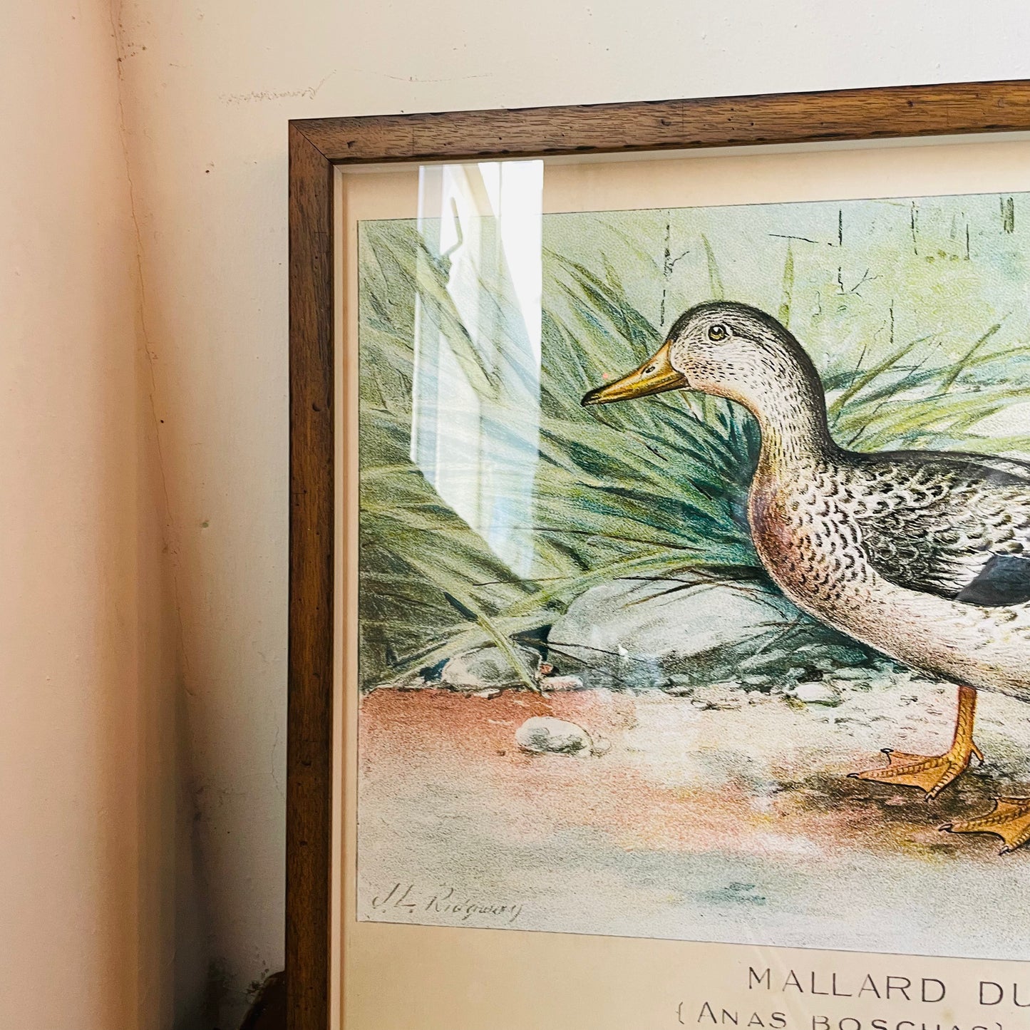 Framed Vintage Bookplate of the Female Mallard
