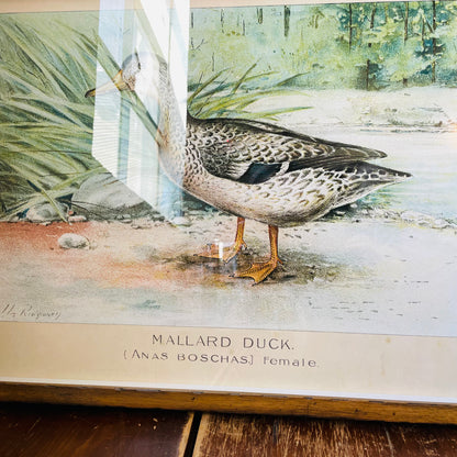 Framed Vintage Bookplate of the Female Mallard