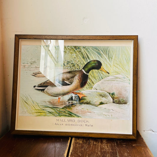 Framed Vintage Bookplate of the Male Mallard