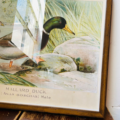 Framed Vintage Bookplate of the Male Mallard