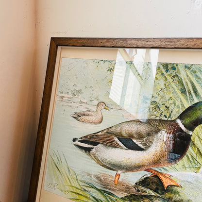 Framed Vintage Bookplate of the Male Mallard