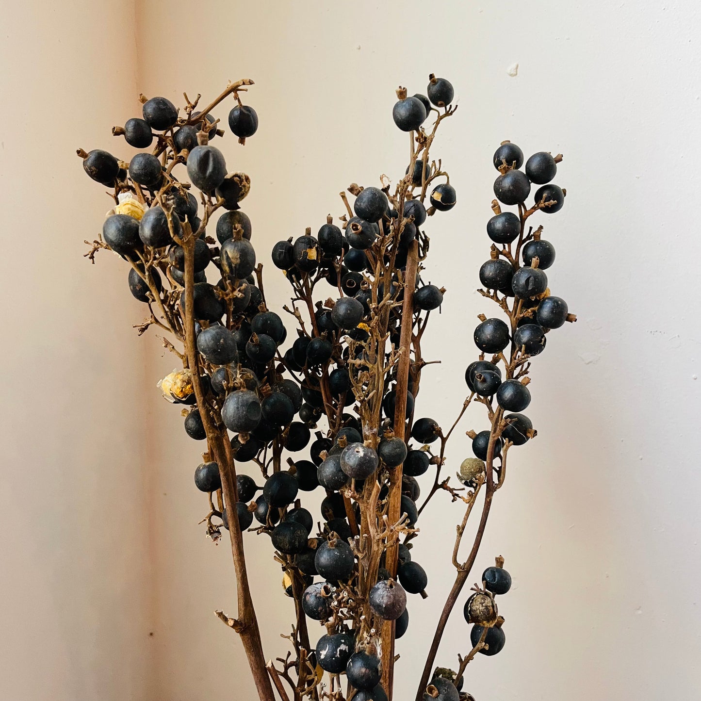 Black Dried Berries