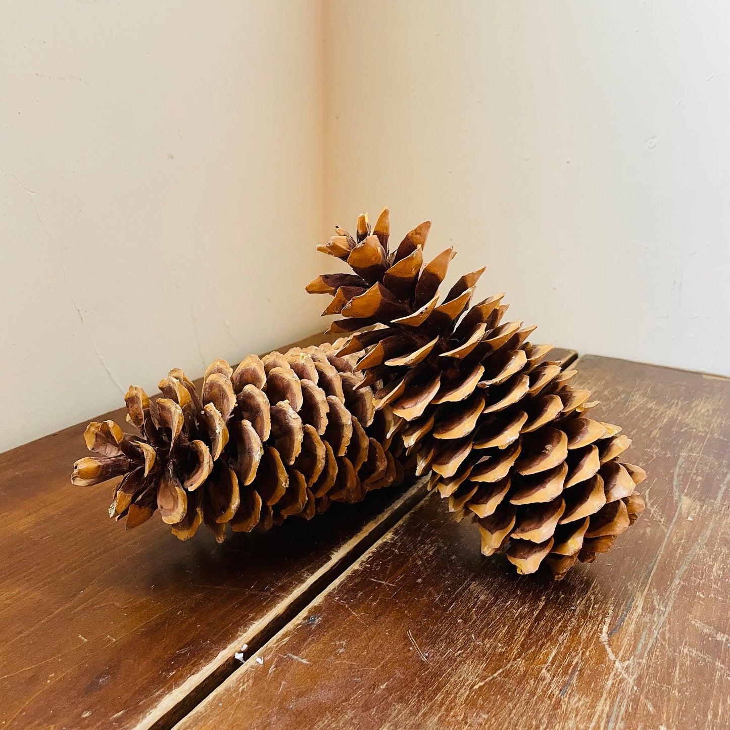 Sugar Pine Cone