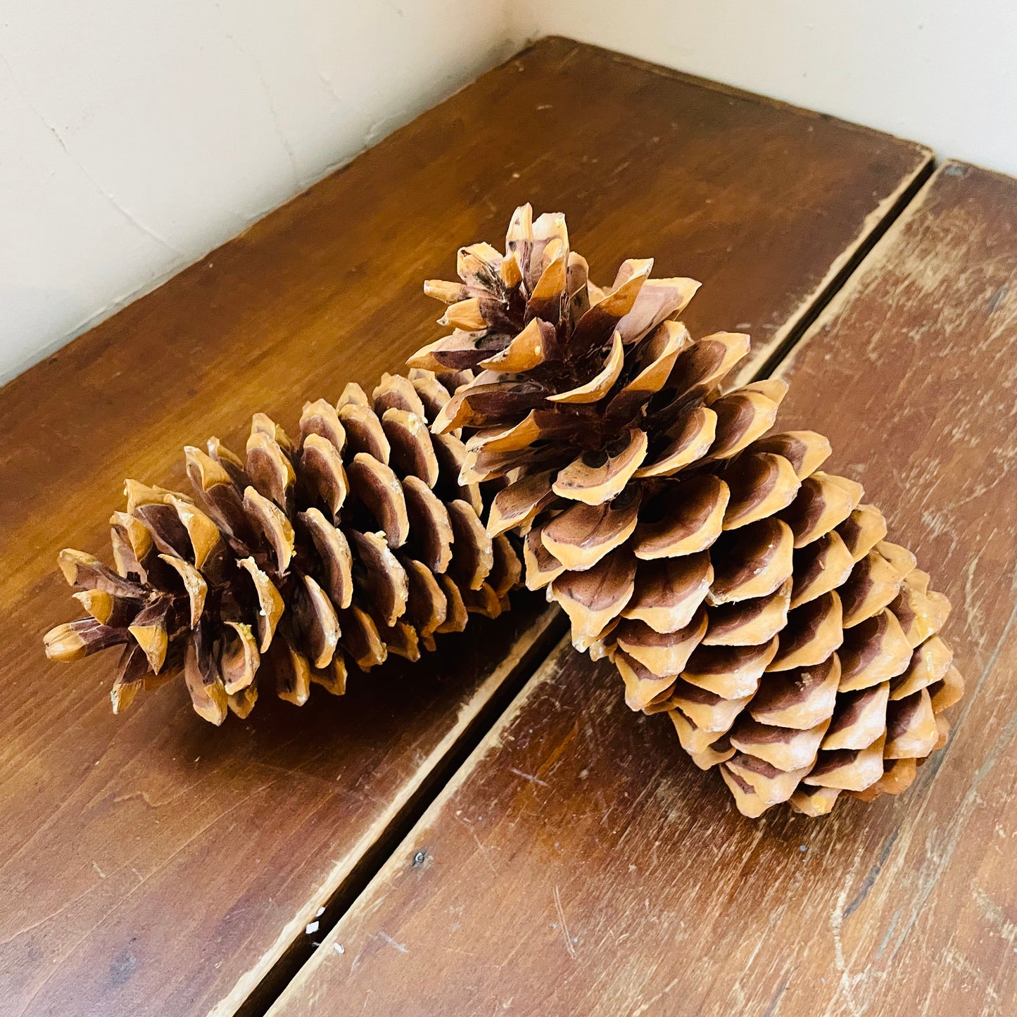 Sugar Pine Cone