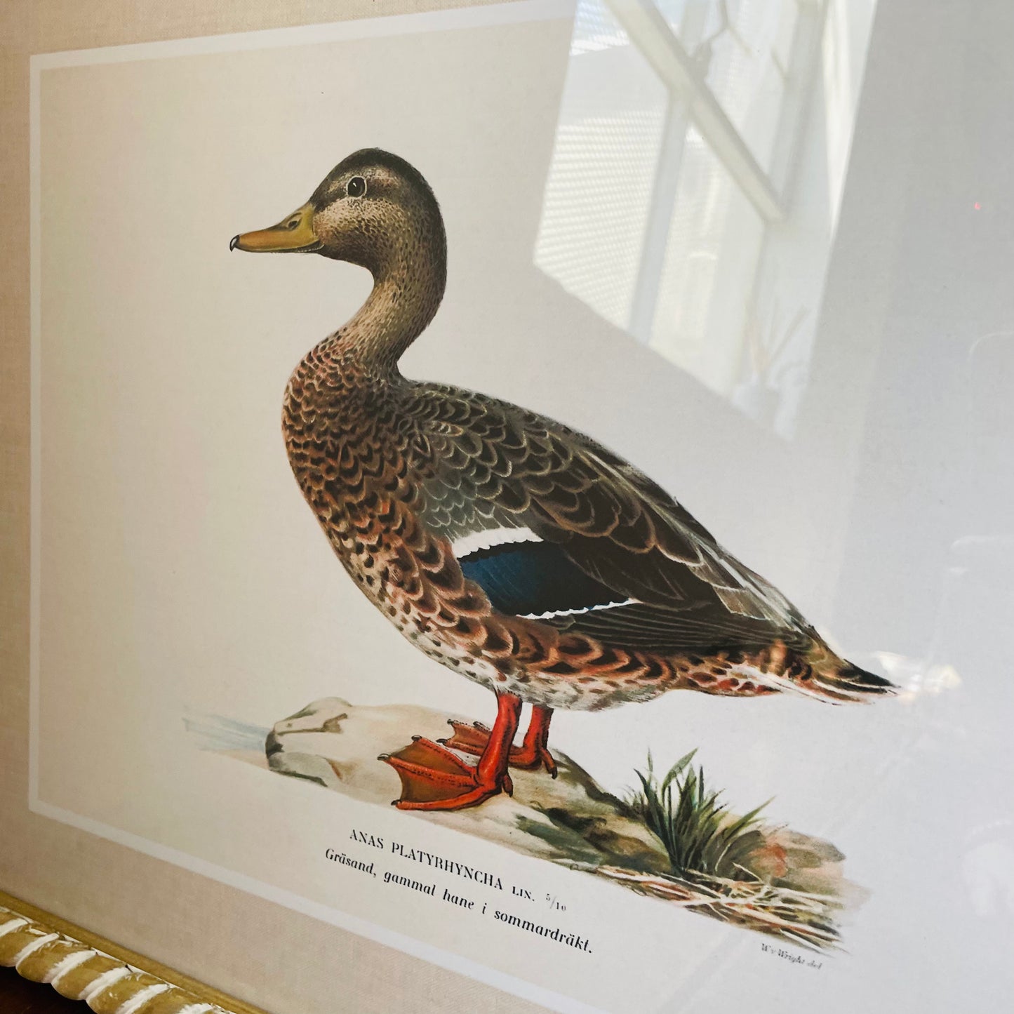 Duck Wall Art in Hand-Carved Wood Frame