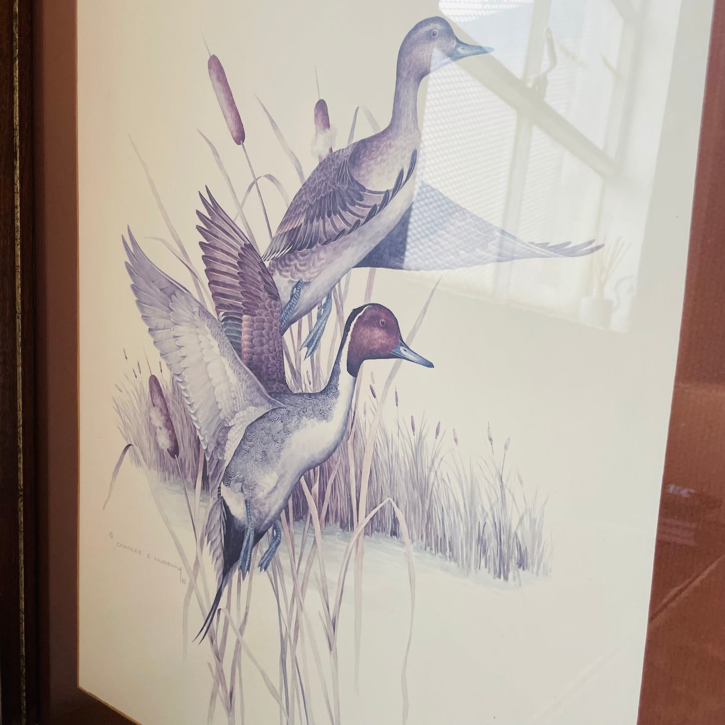 Pintail Charles Murphy Framed Print- Vintage