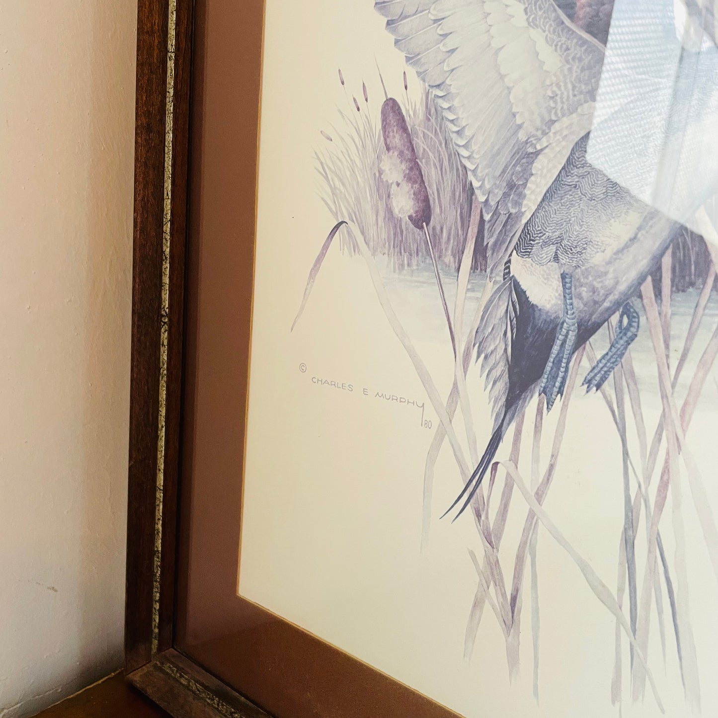 Pintail Charles Murphy Framed Print- Vintage