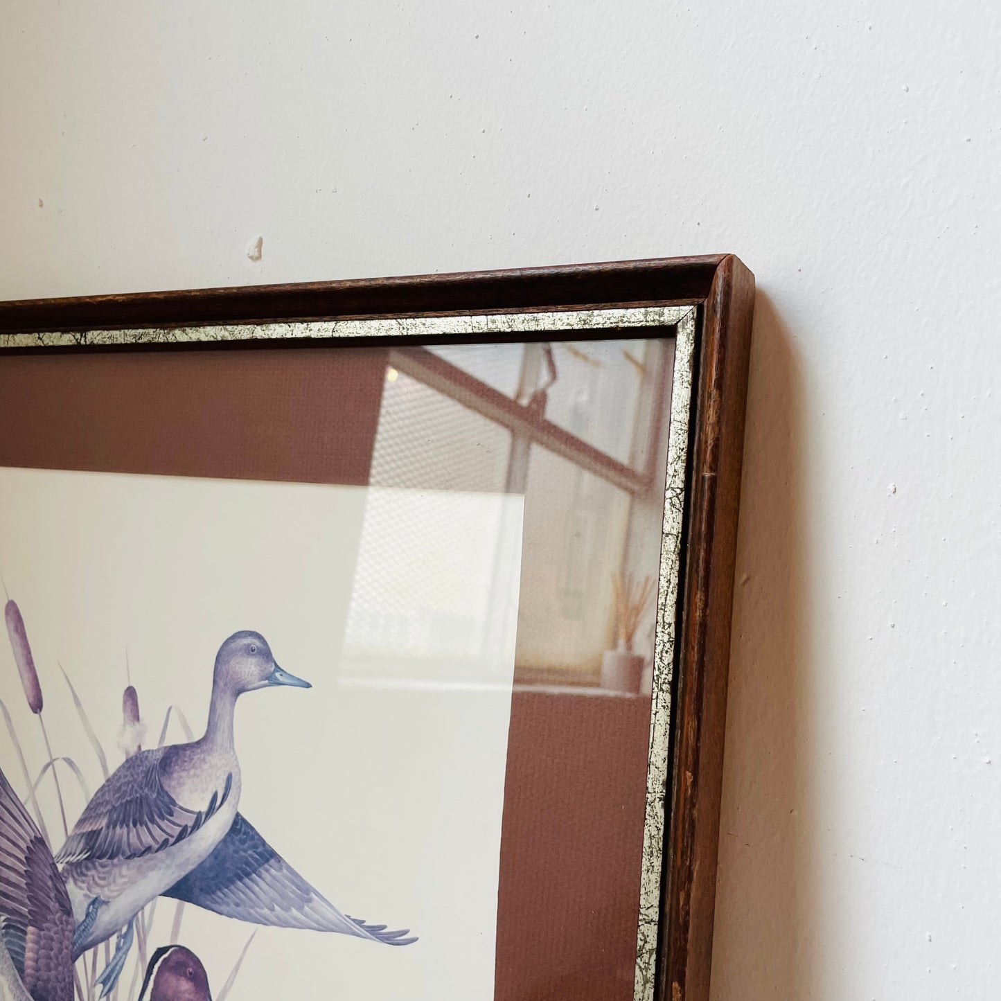 Pintail Charles Murphy Framed Print- Vintage