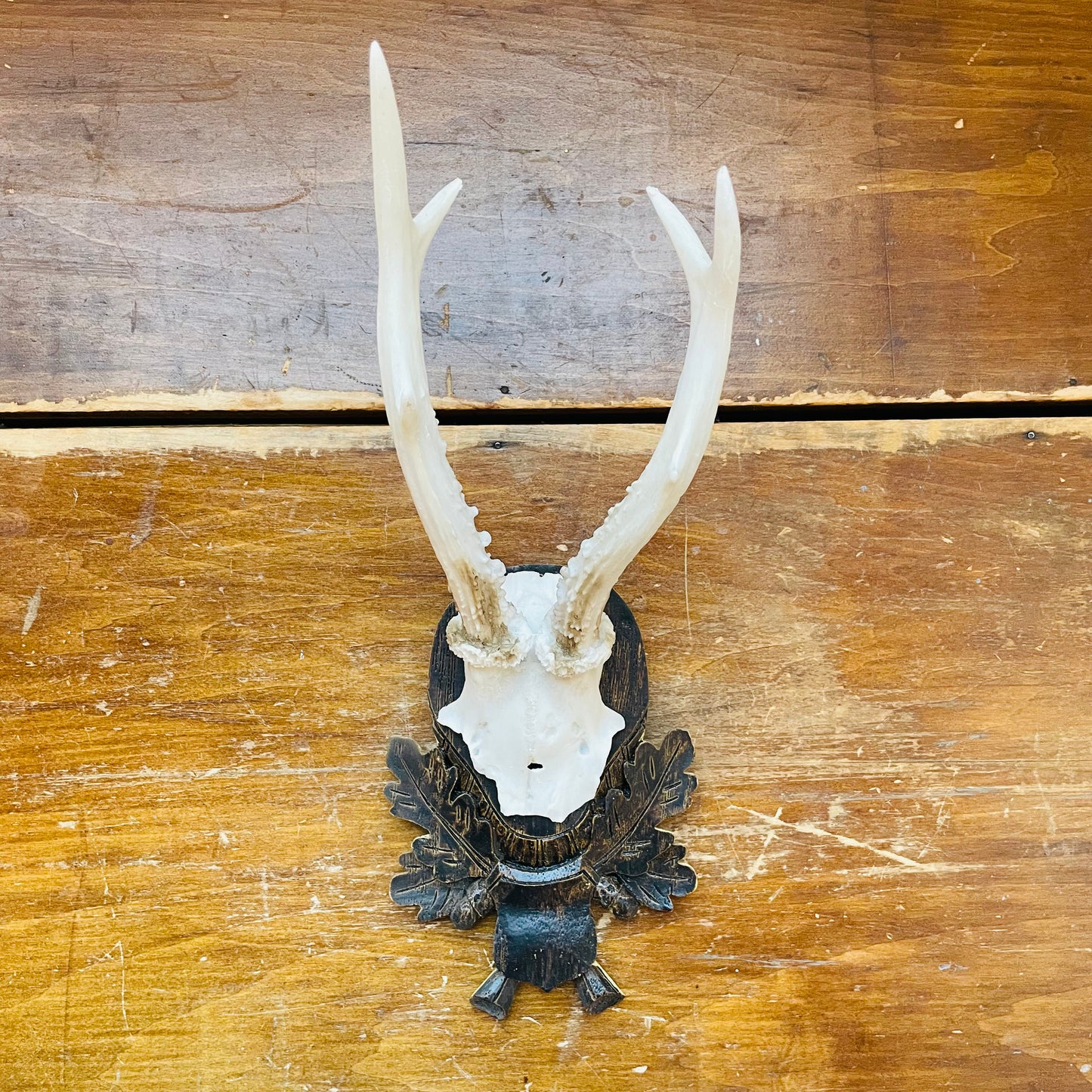 Roe Deer Reproduction European Mount