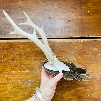 Roe Deer Reproduction European Mount