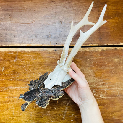 Roe Deer Reproduction European Mount