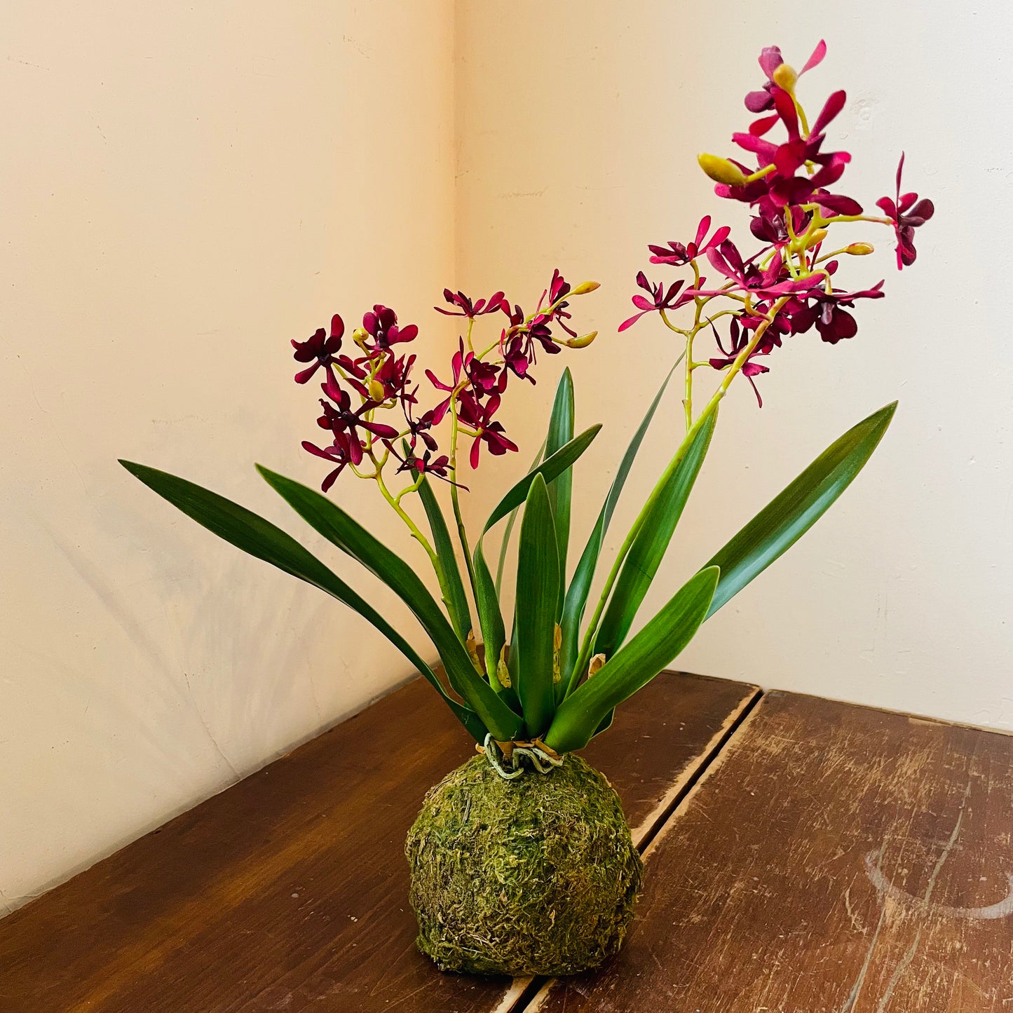 Mini Maroon Orchid in Moss Ball